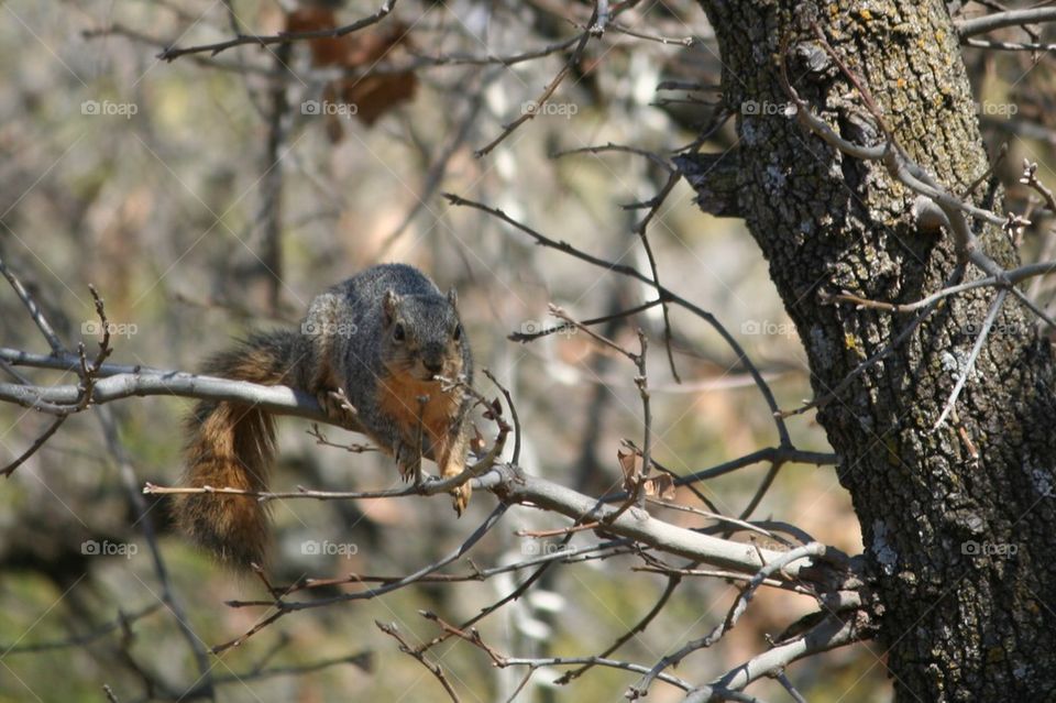 Tree squirrel