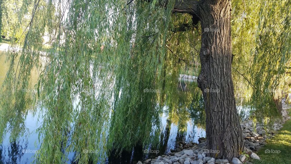 Tree, Nature, No Person, Willow, Wood