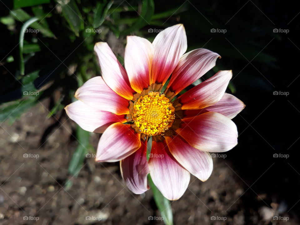 Gazanea flower in bloom