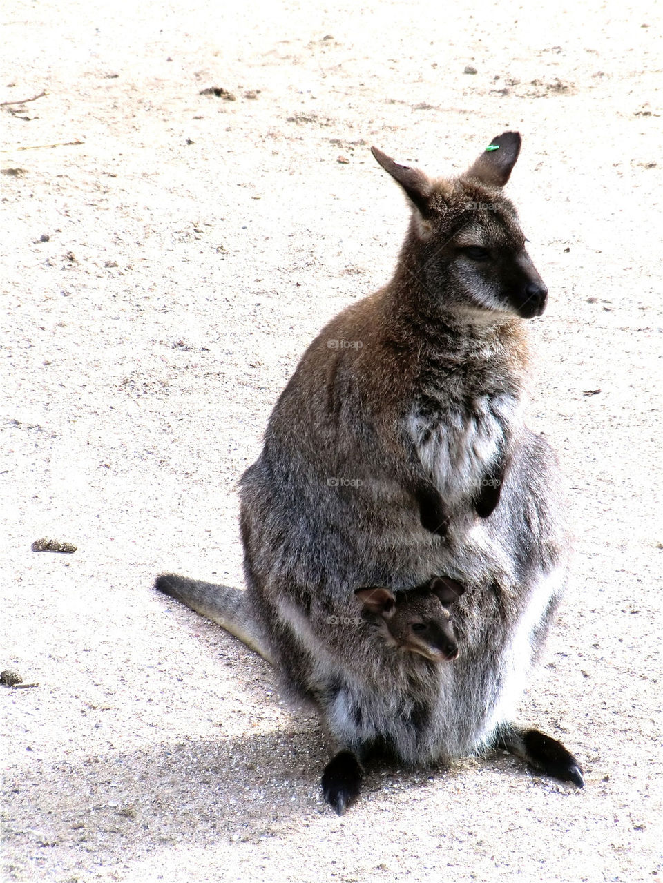 Känguru med baby