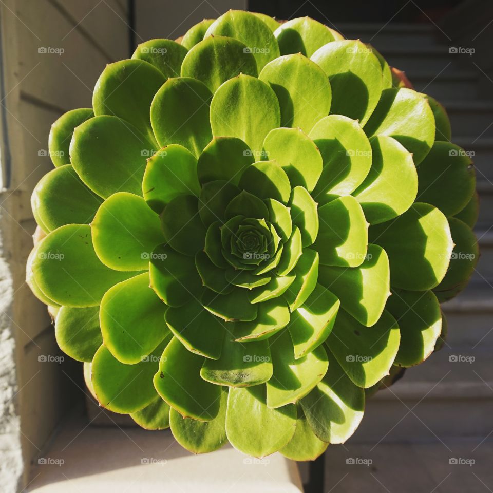 Succulent in San Fran 