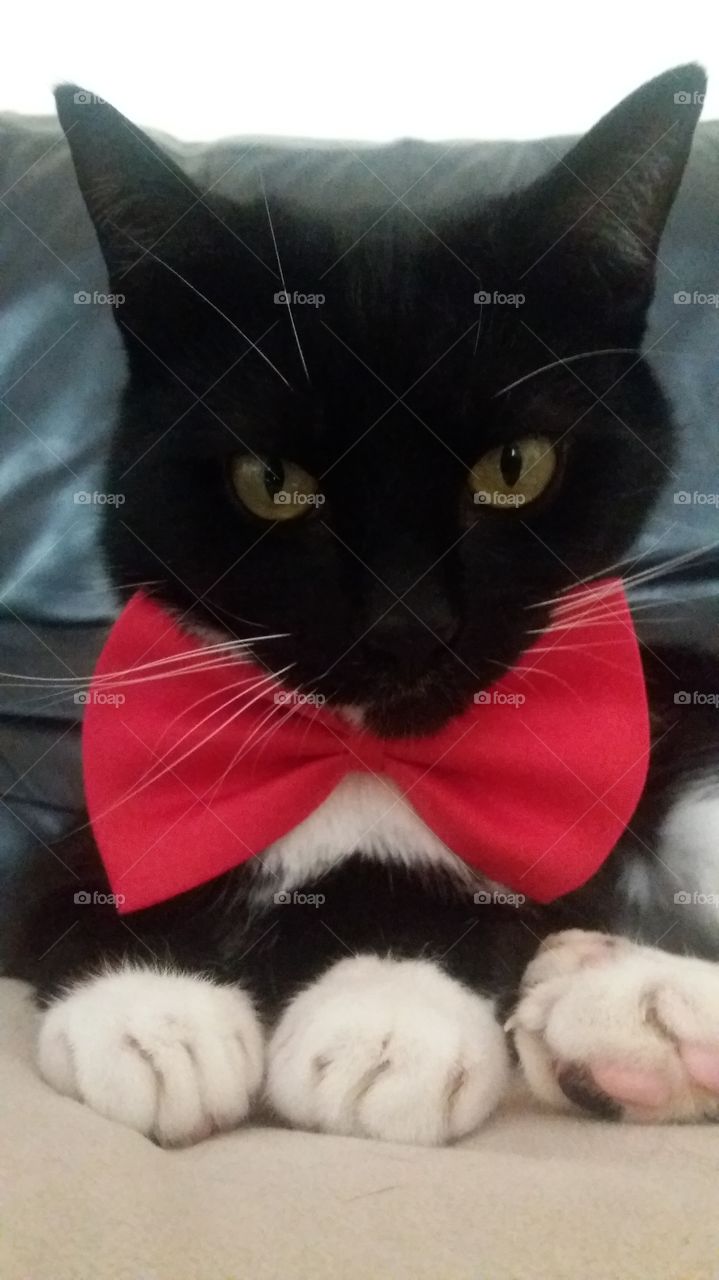 Tuxedo cat posing with bowtie.