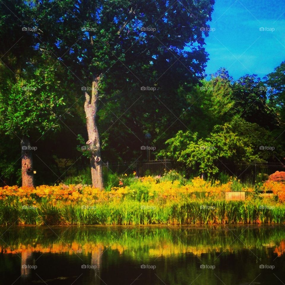 Pond Reflection 