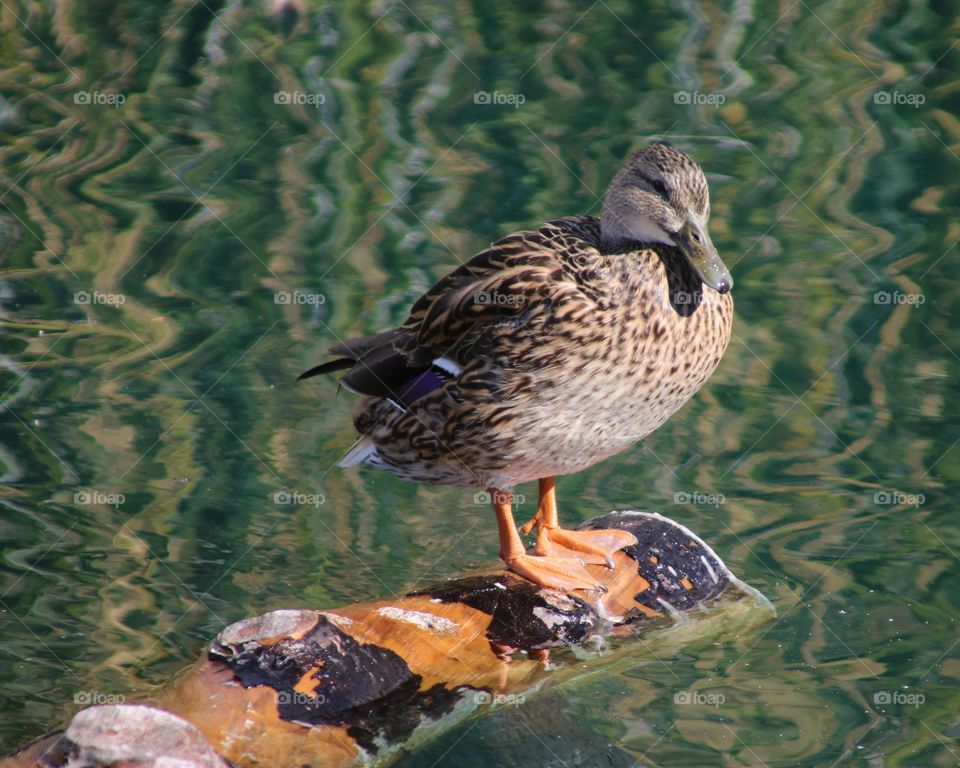 Mallard Duck on a Log
