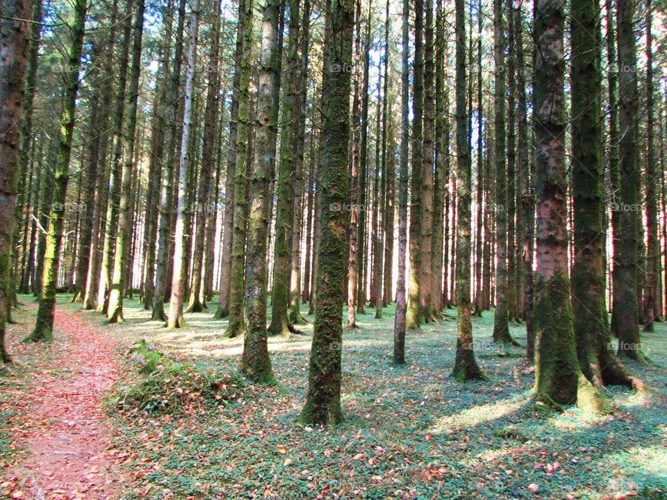 path through the pine