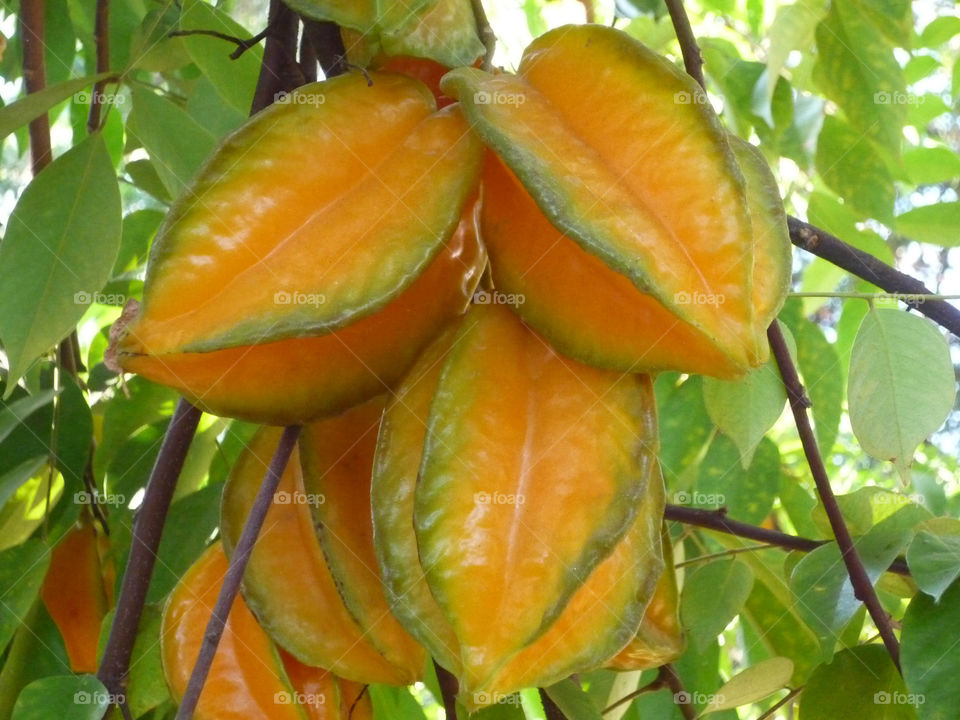 carambola fruit