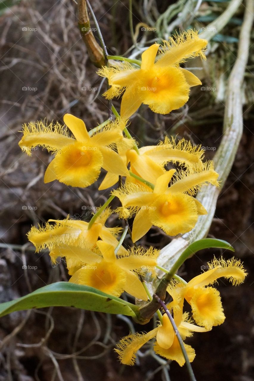 Dendrobium harveyanum