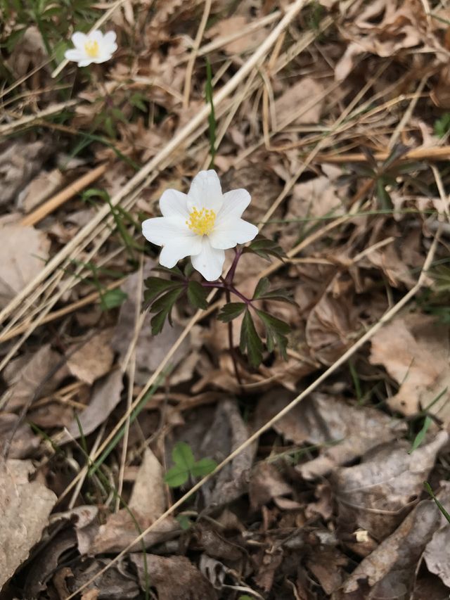 Flower nature