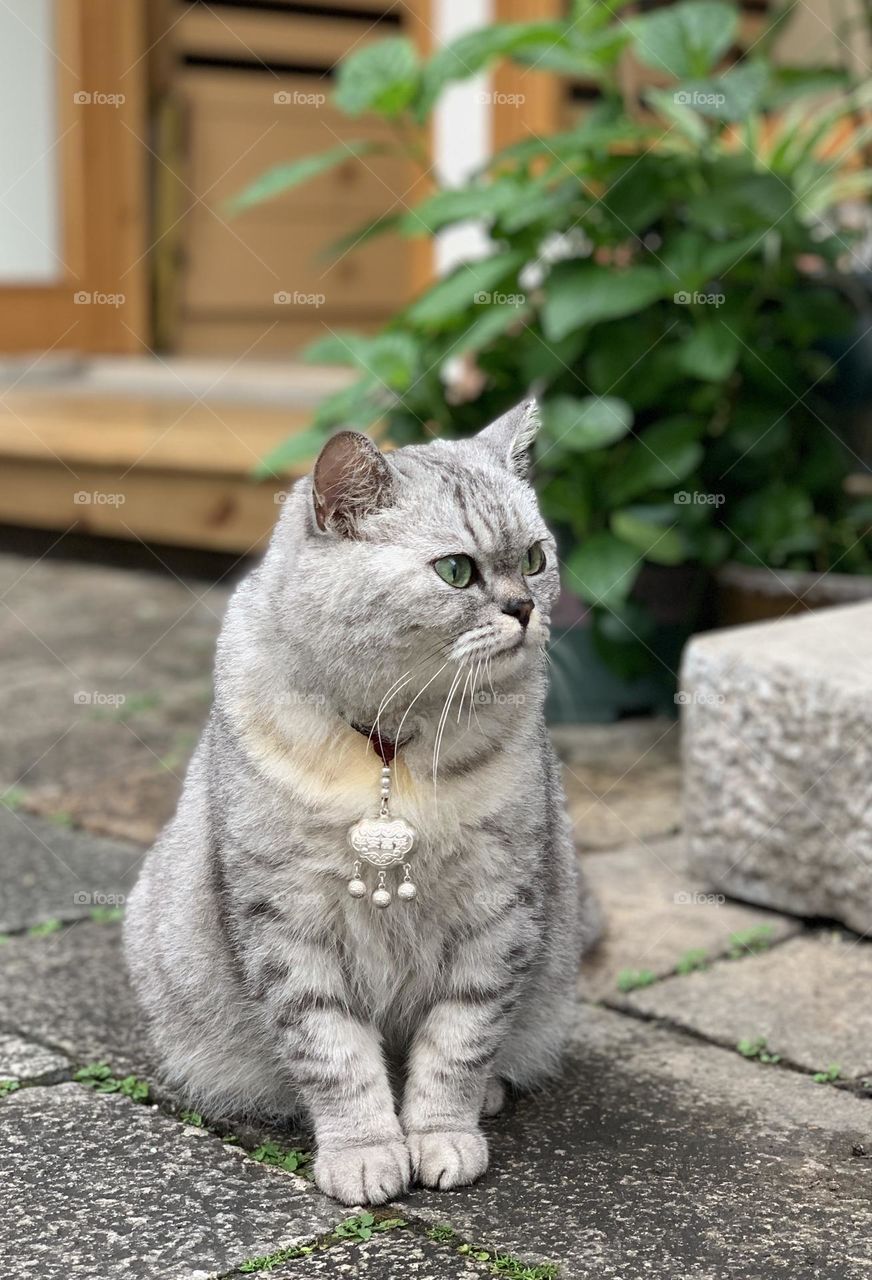 Gray cat sitting outdoor 