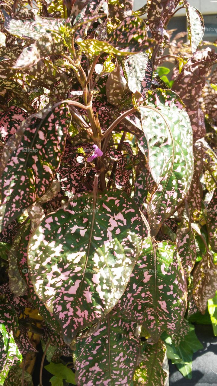 Nature, Tree, Flora, Leaf, Flower