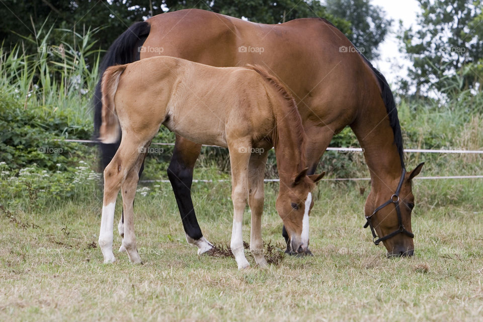 Mare, Horse, Pasture, Mammal, Farm