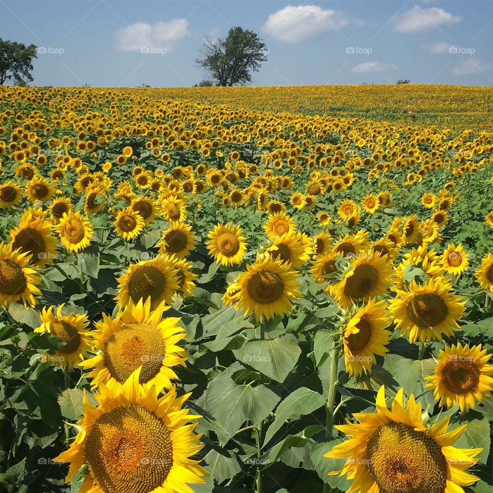 Sunflower plains 