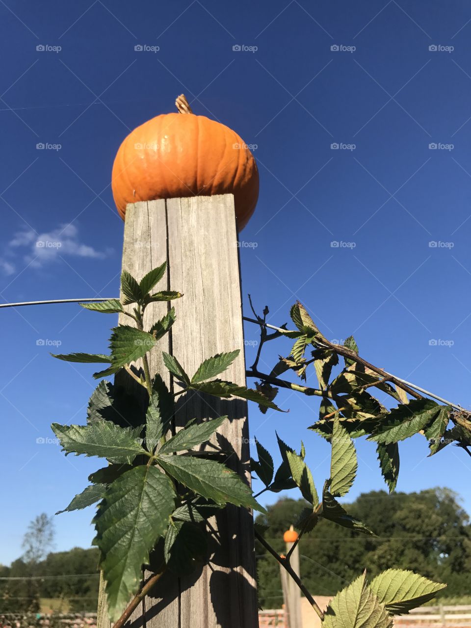 Pumpkin and the blackberry vine