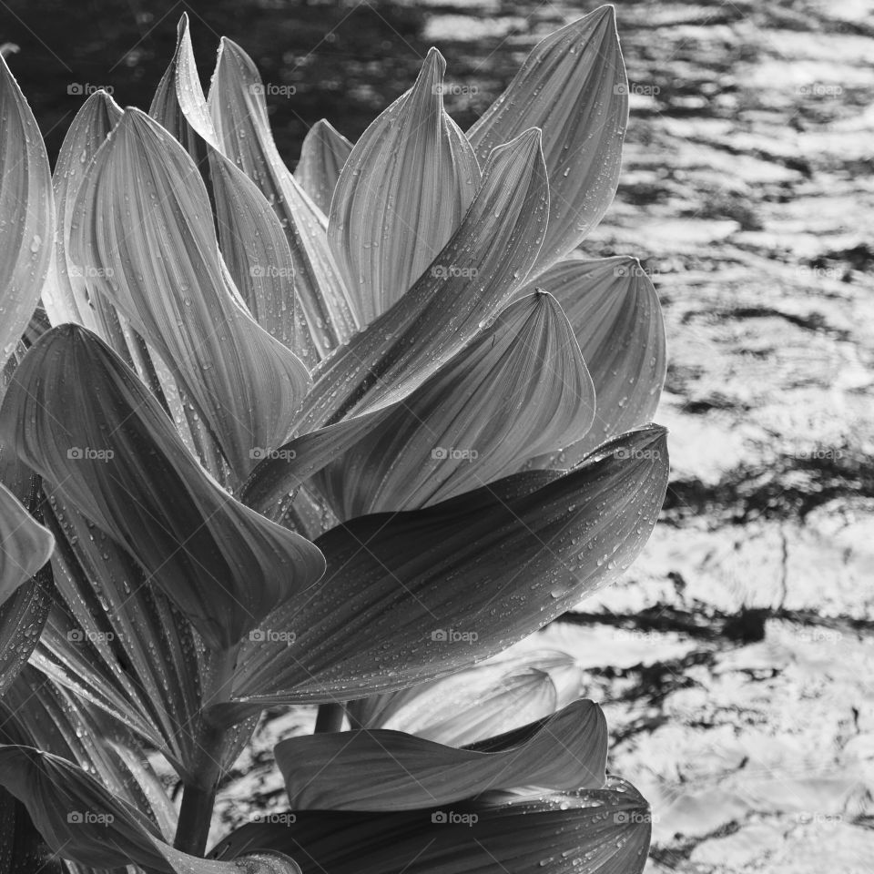 Large broad leaves on aquatic plants in the river 