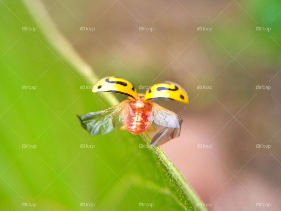 ladybug ready to fly