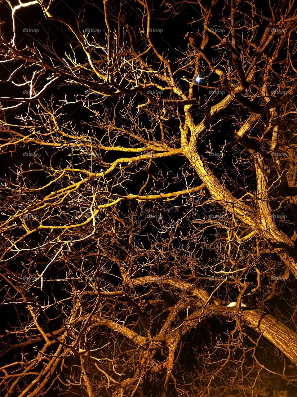 Tree at night
