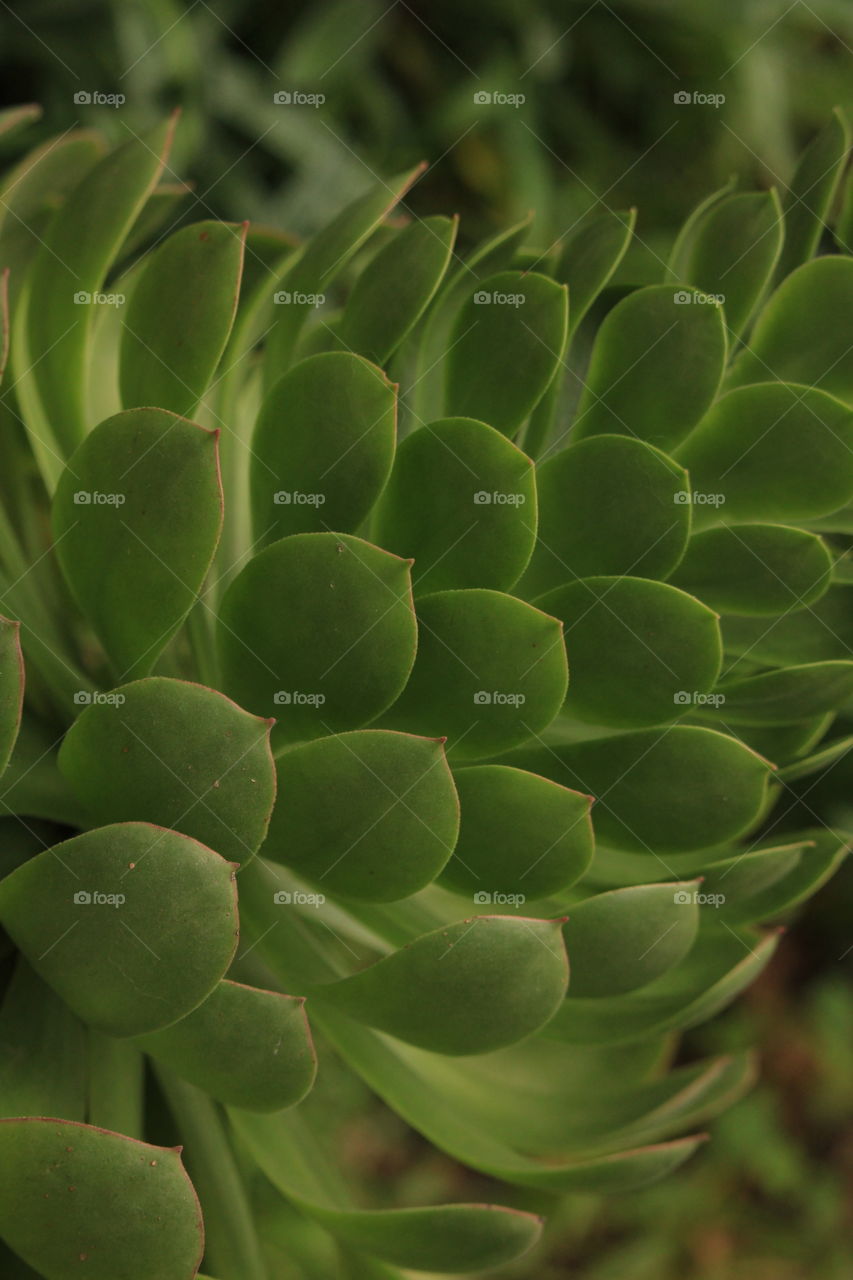 Close up of a desert rose succulent plants leaves