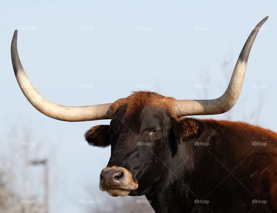 cattle