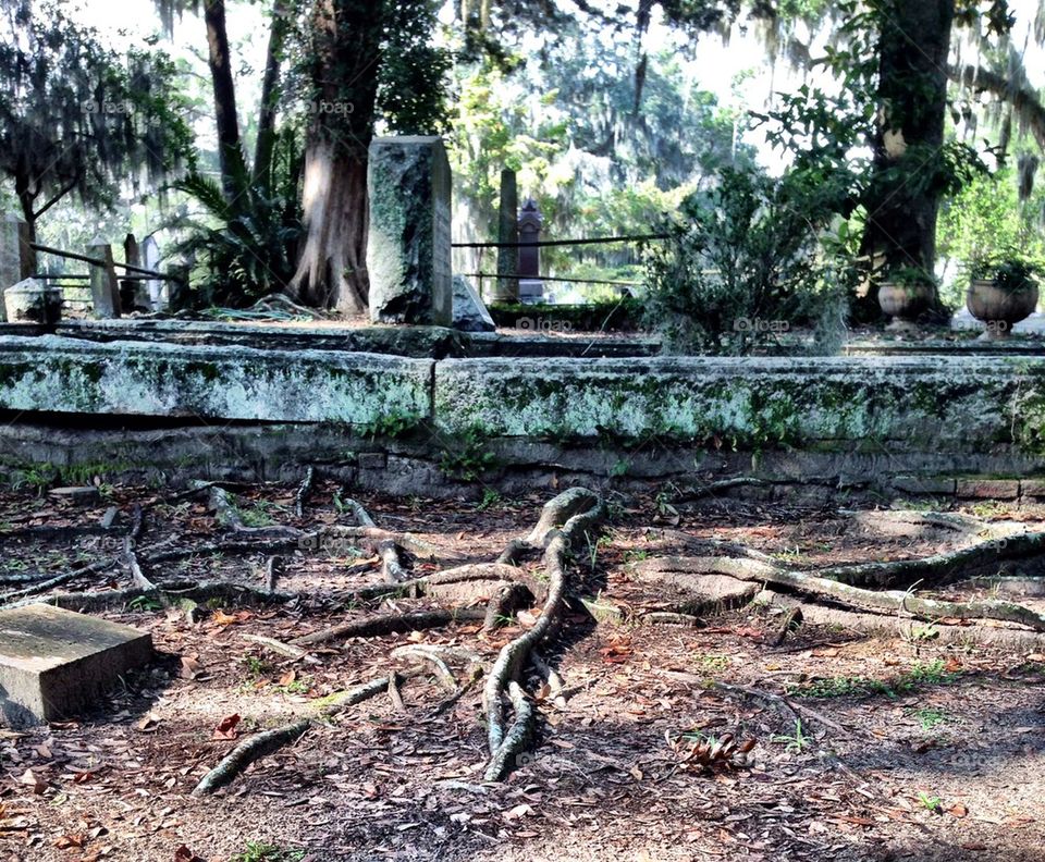 tree stone savannah grave by cable
