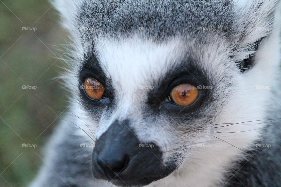 Lemur