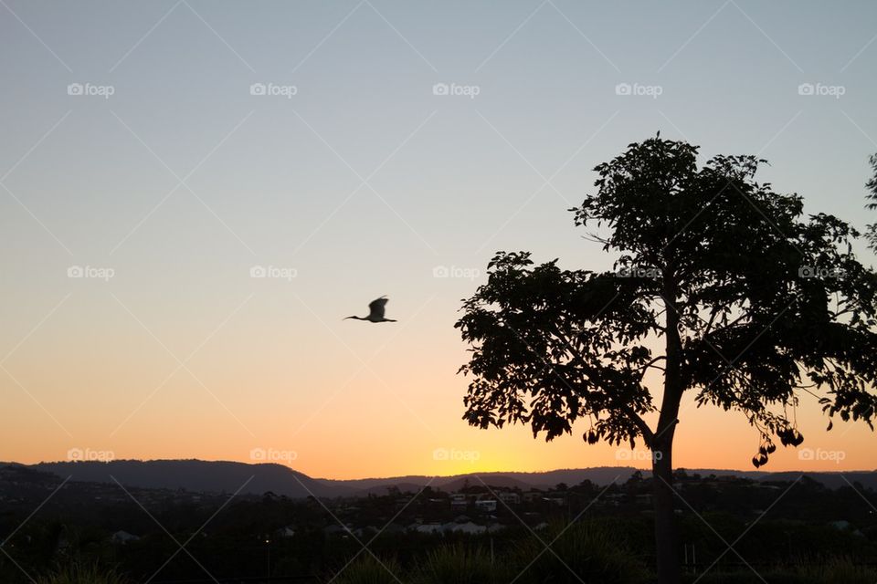 Sunset with bird in flight 