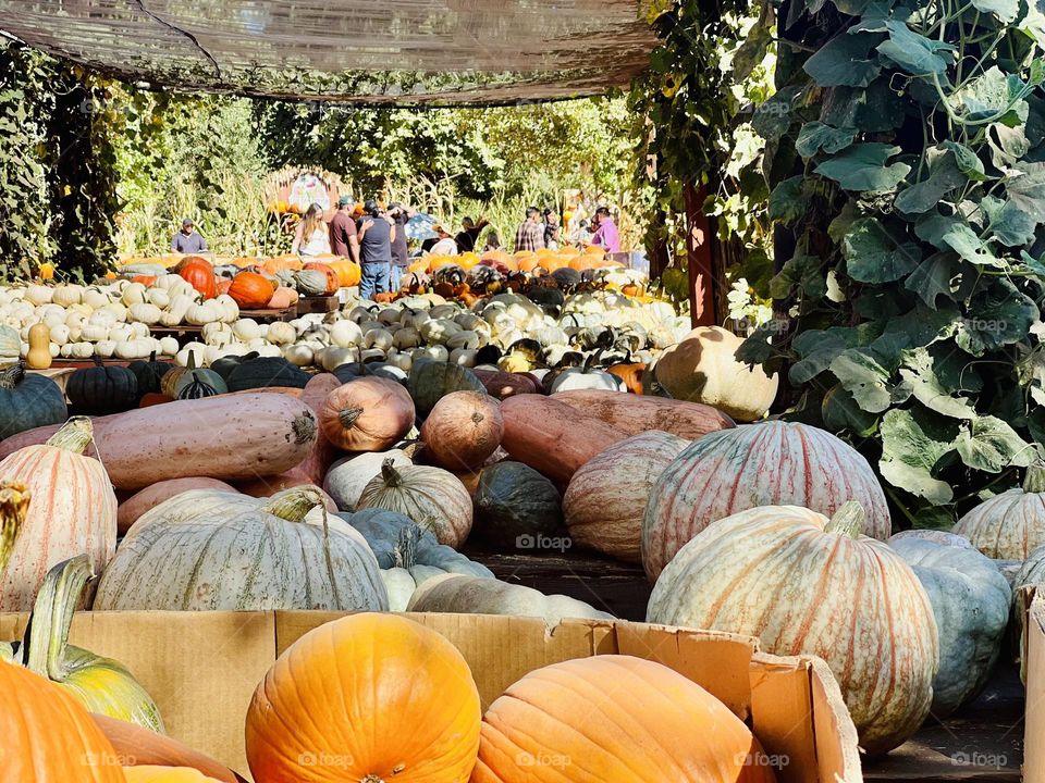 Different color pumpkins of all sizes!