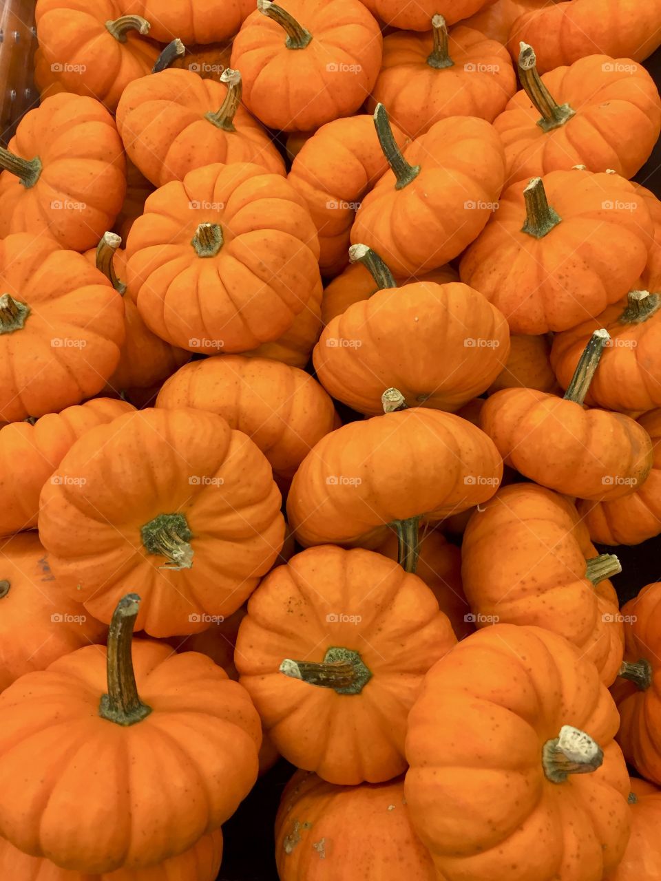 The orange color stories. Orange, orange pumpkins. Autumn is when the pumpkin harvest comes in, so it's one of the symbolic vegetables of that time of year. Pumpkins have become symbols of prosperity, growth and abundance.
