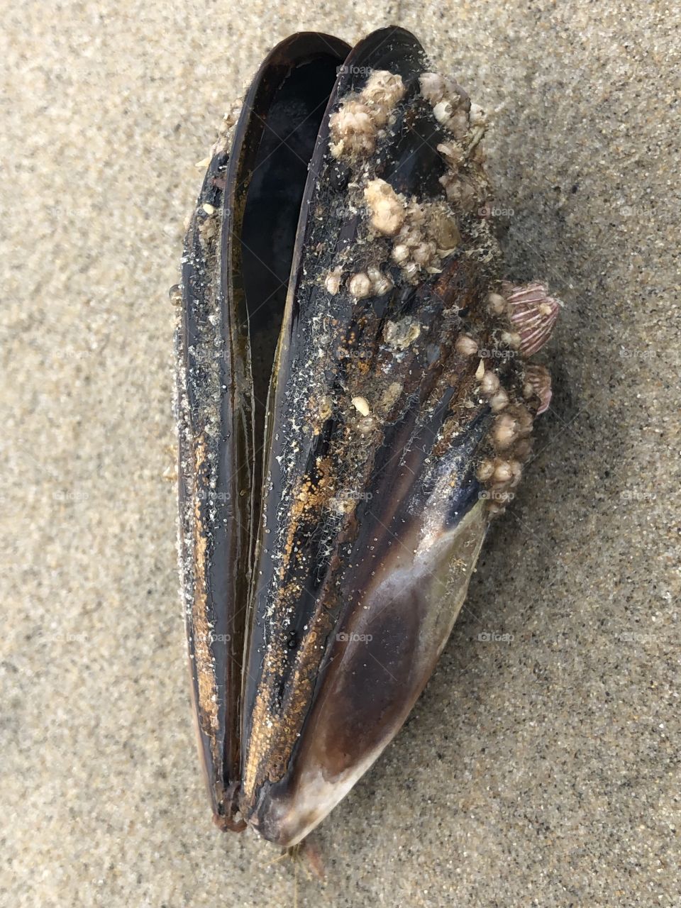 Another Barnacle on Barnacle