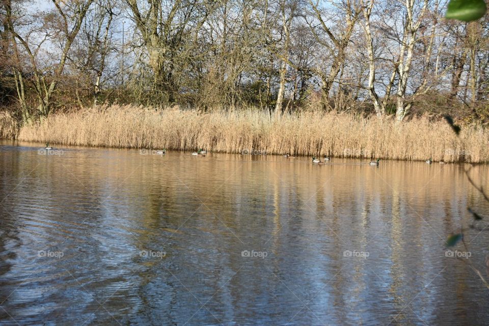 Water, Landscape, Nature, Reflection, Tree
