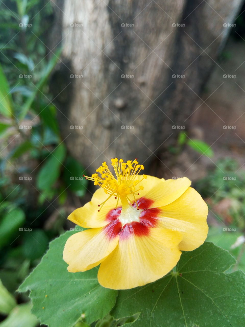 Nature, Leaf, No Person, Flora, Garden