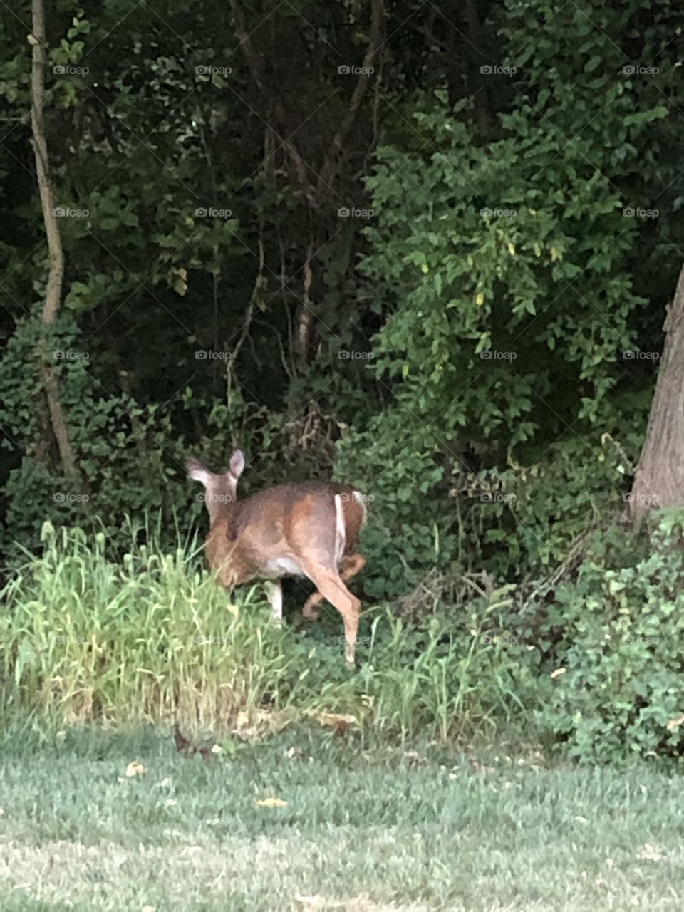 Deer walking away into the woods 