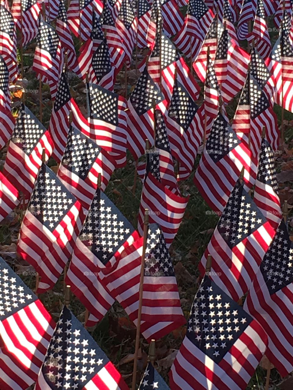 Field of Flags