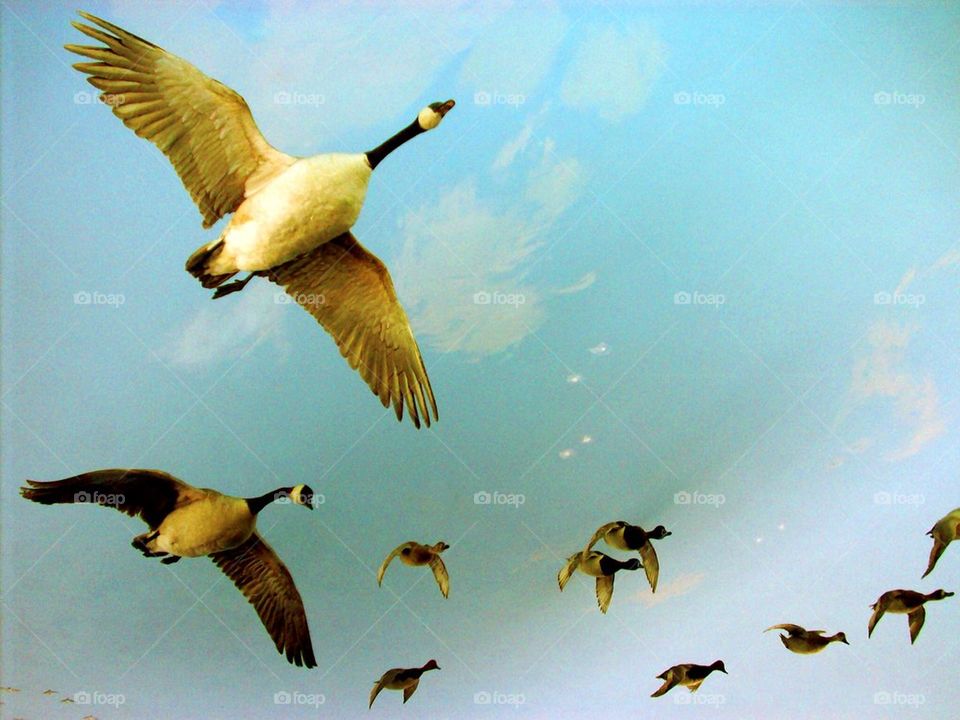 Low angle view of goose flying on sky