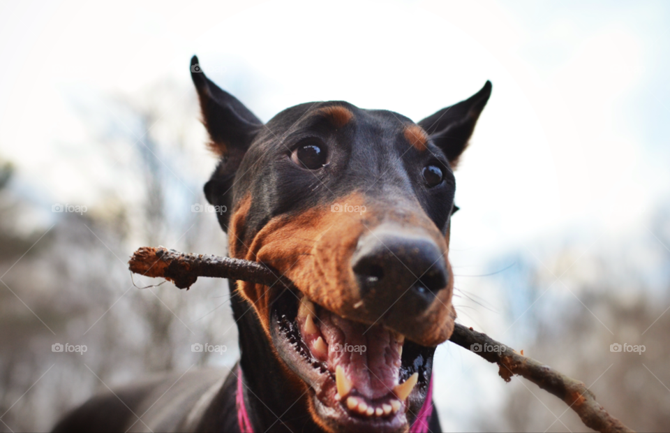 teeth dog fun dogs by zrawgod