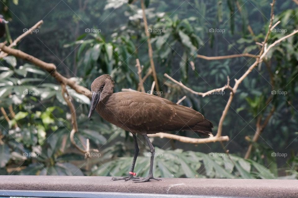 Bird at Lincoln Park Zoo. 