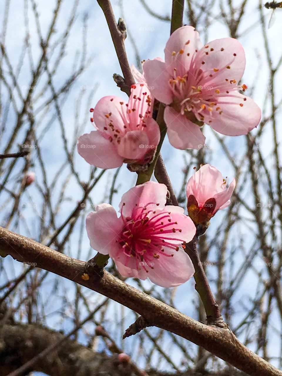 Nectarine blossom at outdoors