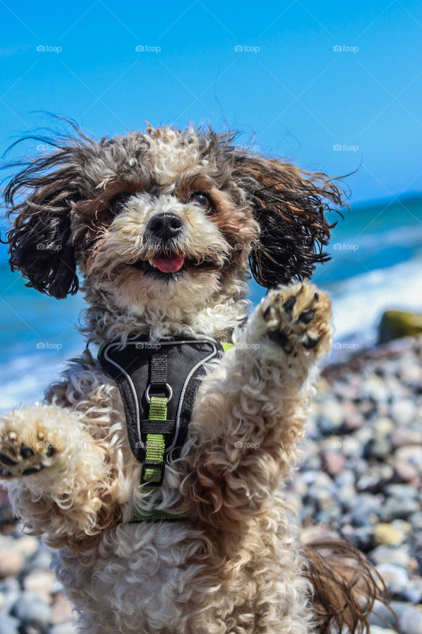 I went to visit my family on the weekend for Mother's Day. our dog was very happy to see me and misses me every time I'm gone. I try a lot to be with my family and enjoy walks with my family.