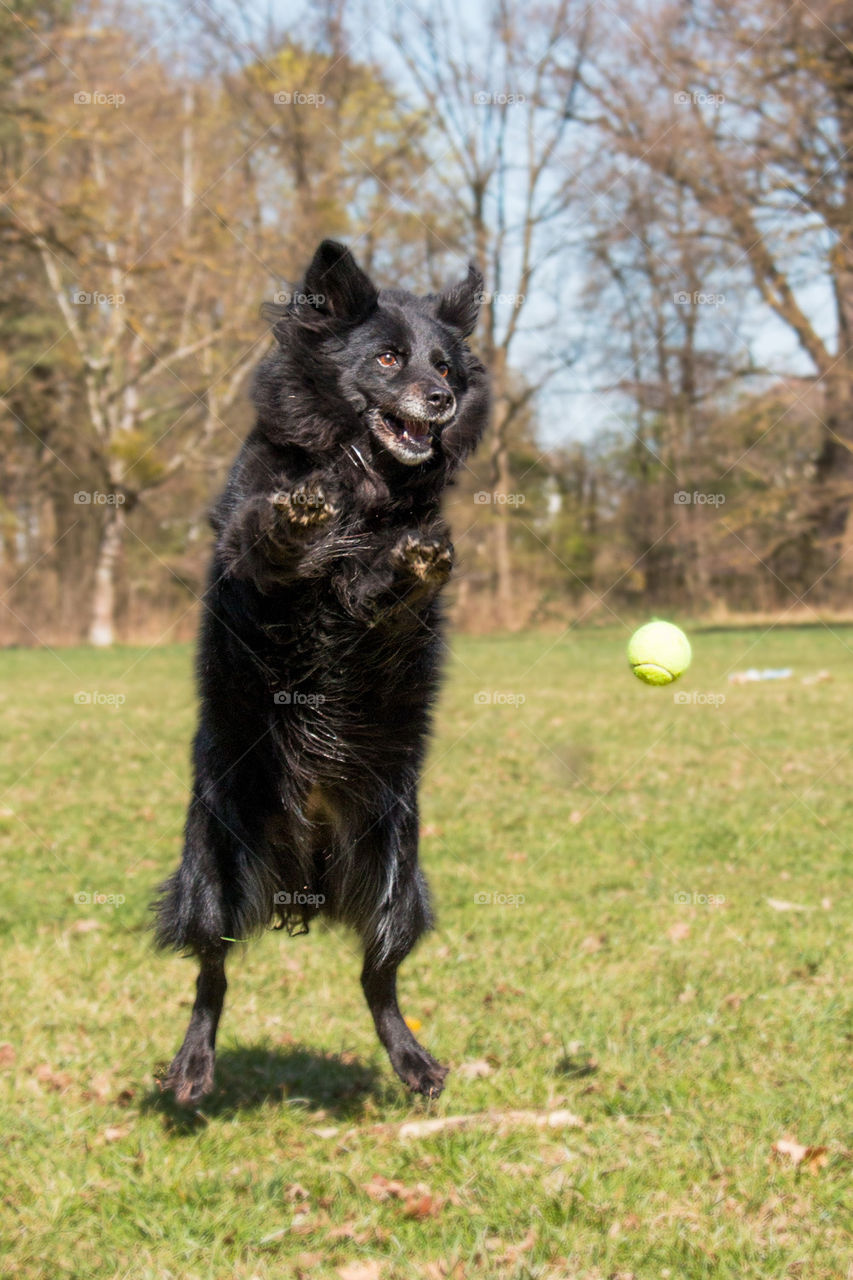Black dog playing with ball