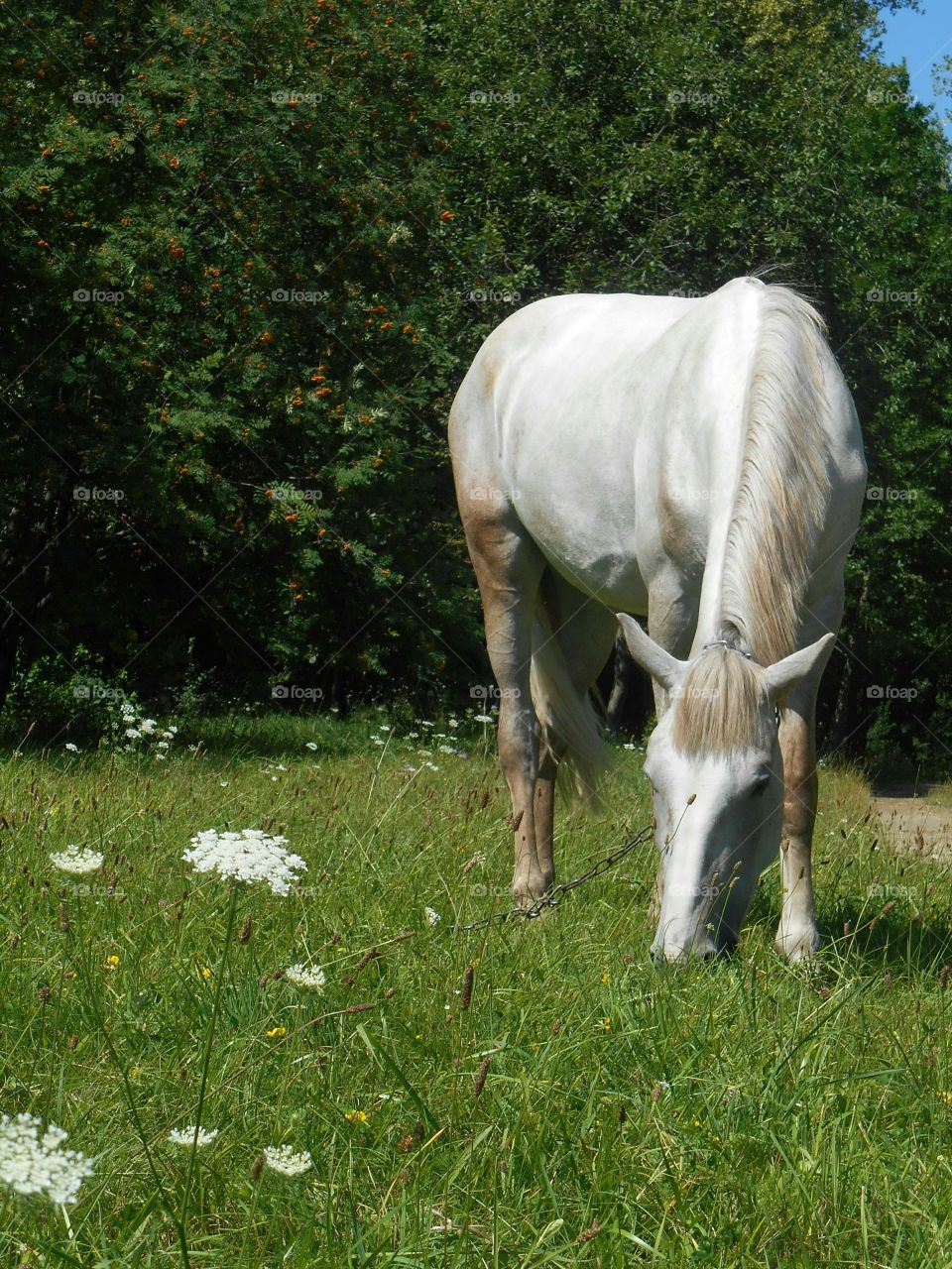 Grass, Nature, Hayfield, Pasture, Mammal