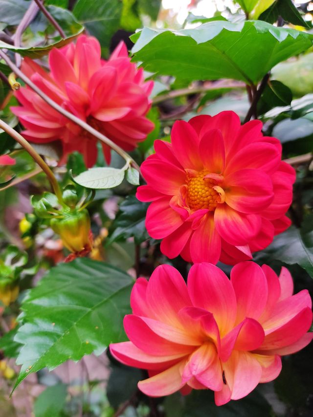 Flores 🌺