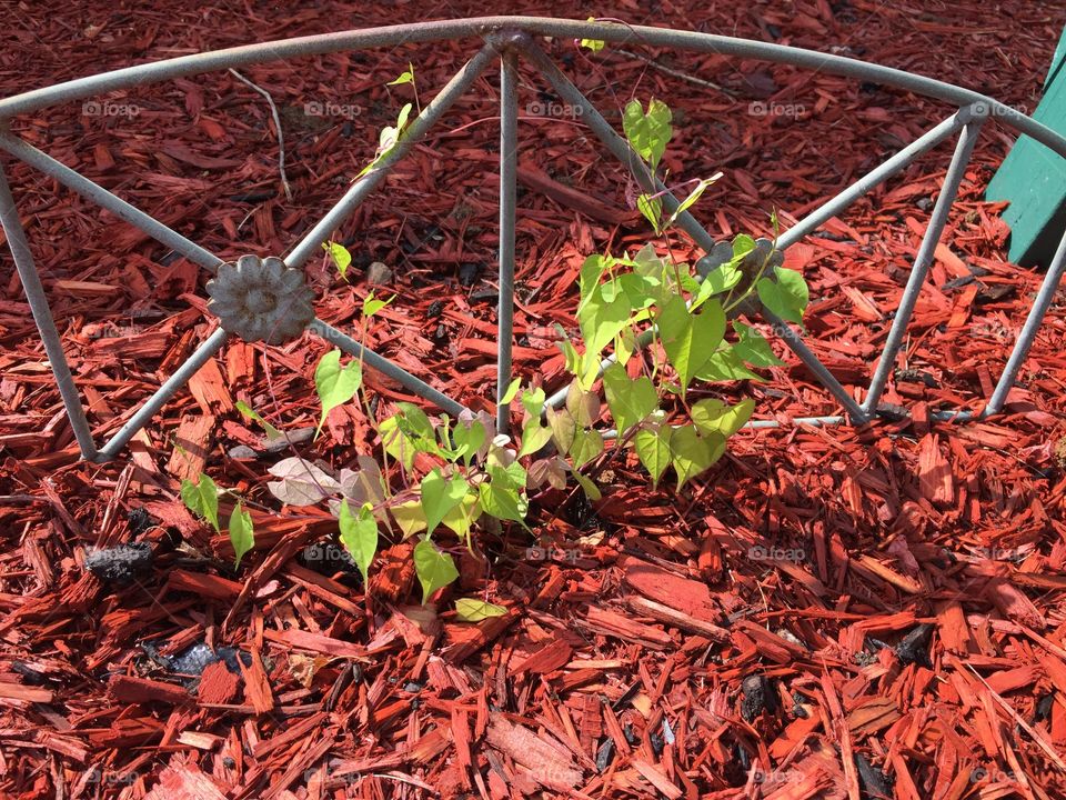 Baby morning glory . My first garden ever! 
