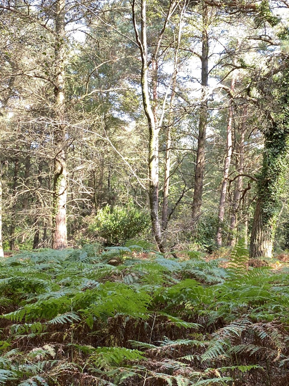 Note the richness of the greenery of this forestry photograph. Devon forests are some of the finest there are.