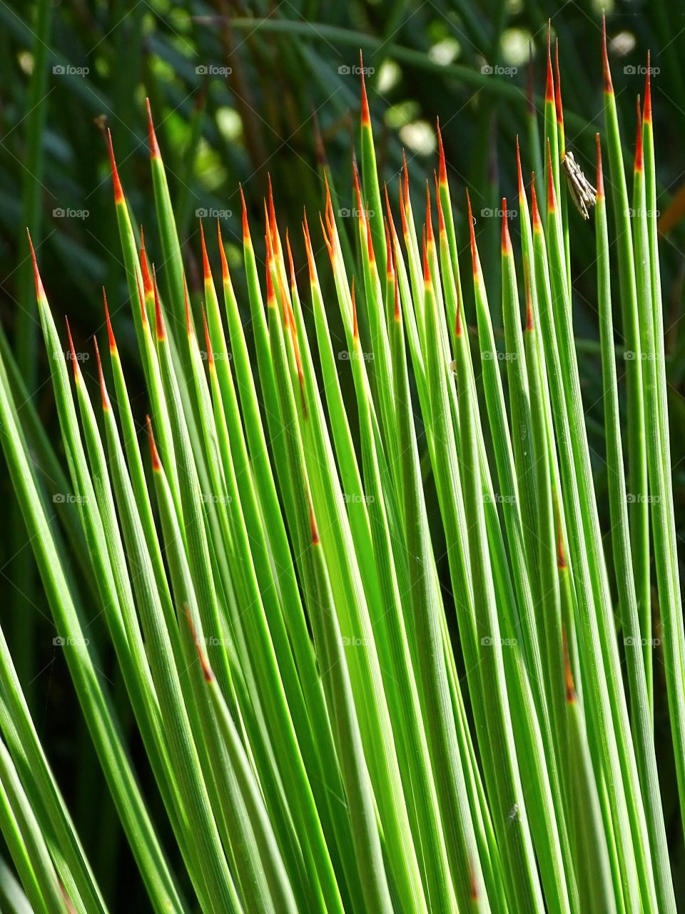 The beauty of the leaves