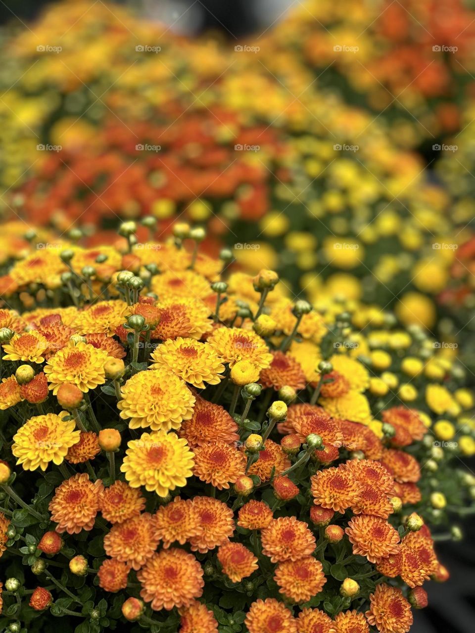 Battle: Summer vs Fall - If Chrysanthemum (Queen of Fall Flowers) have appeared it must be fall: those stunning golds, pinks and burgundies,the tight petals on blooms are so numerous they practically hide the plant's foliage