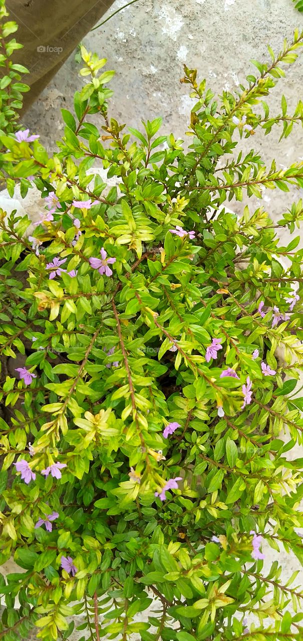 A beautiful plant with small leaves and small flowers