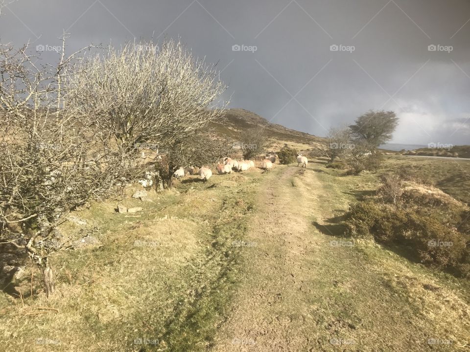 Dartmoor  sheep desperately trying to take shelter from the freezing cold weather on Dartmoor in Devon.