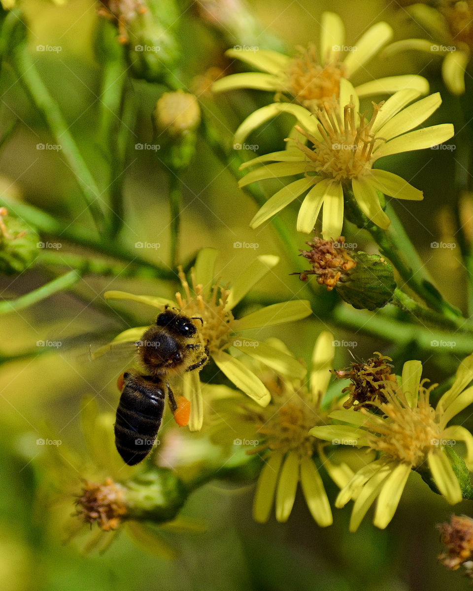 Bee after nectar . Bee flying around yellow Flowers for nectar 