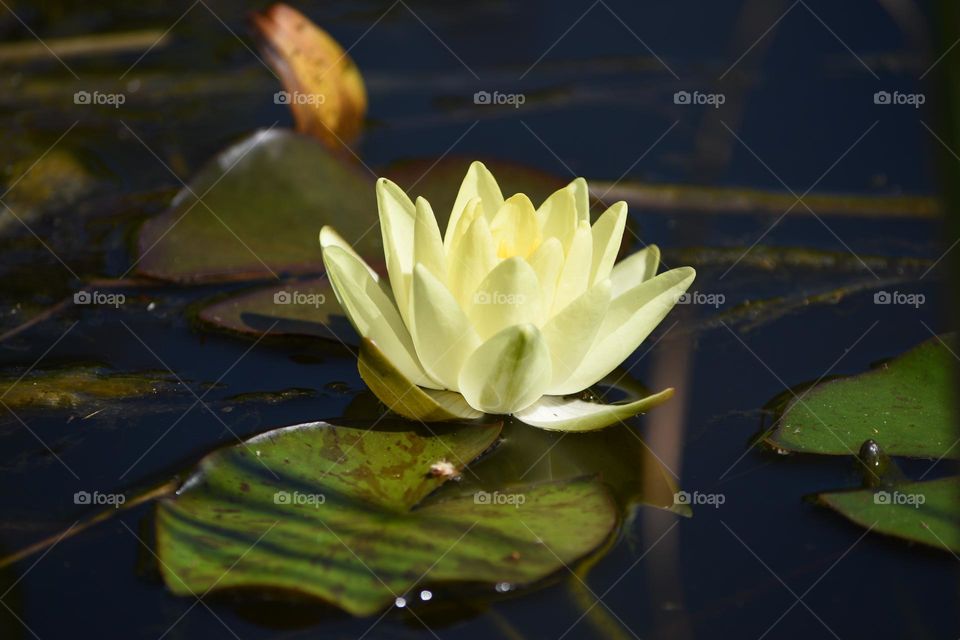 Lily flowers