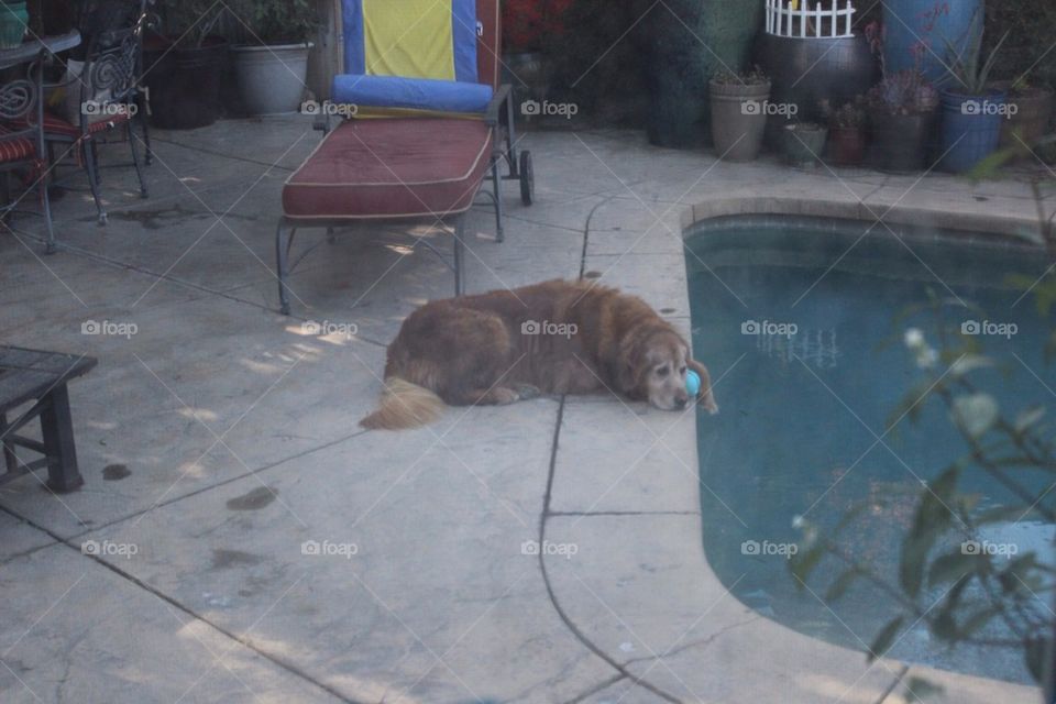 Dog Waiting To Swim