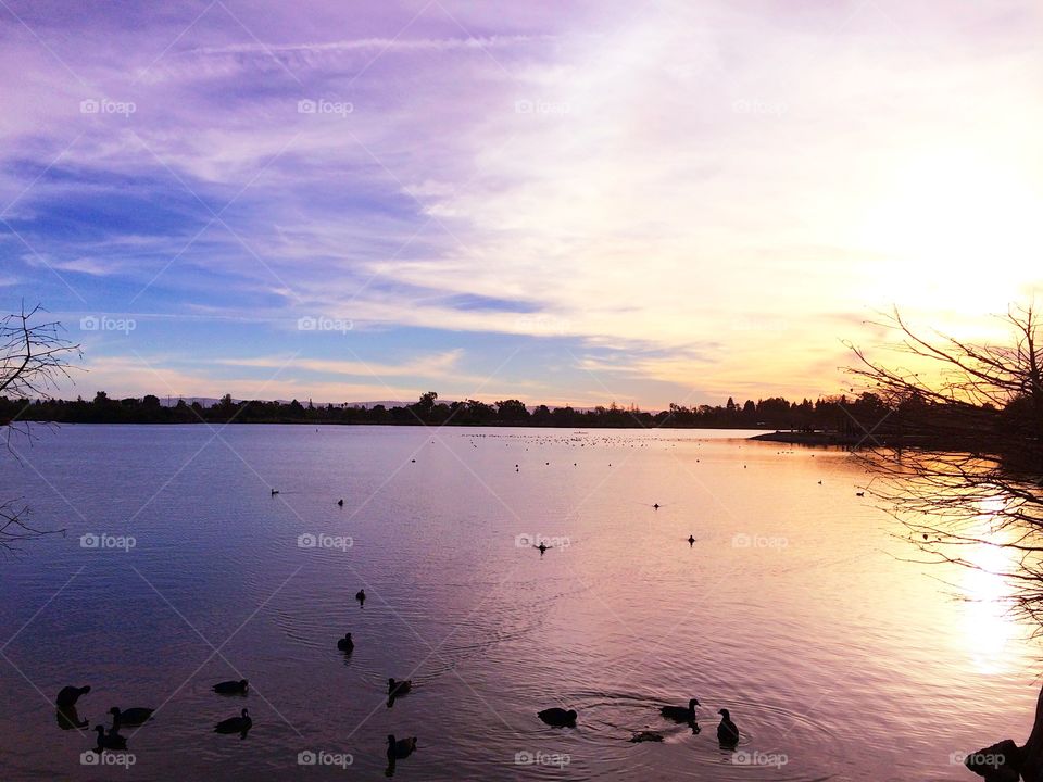 Sunset view with ducks at Lake Elizabeth in Fremont, CA